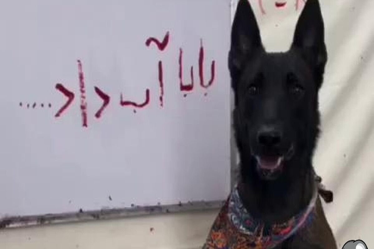 سگی که فارسی نوشتن را یاد گرفت / ویدئو