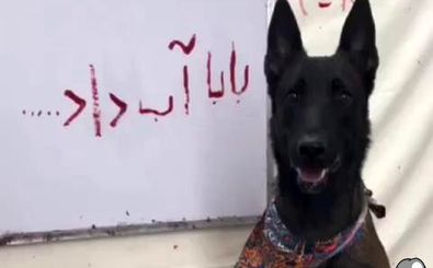 سگی که فارسی نوشتن را یاد گرفت / ویدئو