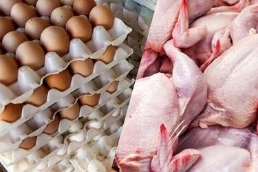 سقوط آزاد مصرف مرغ و تخم‌مرغ در کشور