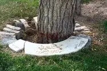 راز سنگ ‌قبر منحنی که دور یک درخت ساخته شد