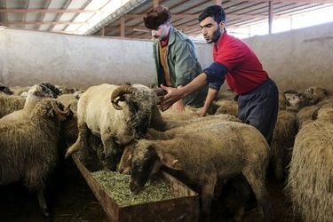  گوسفند و گوساله گران‌تر شدند/ جدول