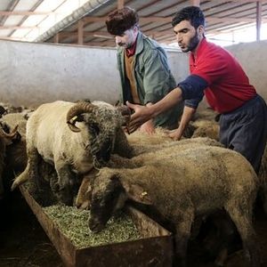  گوسفند و گوساله گران‌تر شدند/ جدول