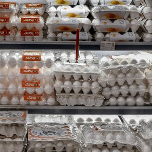 وزیر کشاورزی: قیمت فعلی تخممرغ منطقی است