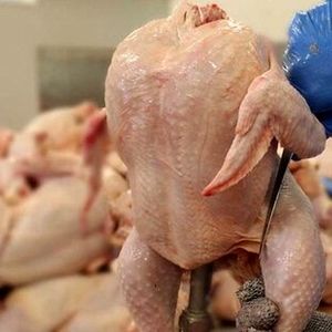مرغ ارزان شد