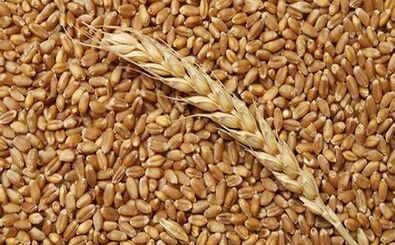 تعیین نرخ تضمینی گندم به یک شورای 6 نفره سپرده شد 