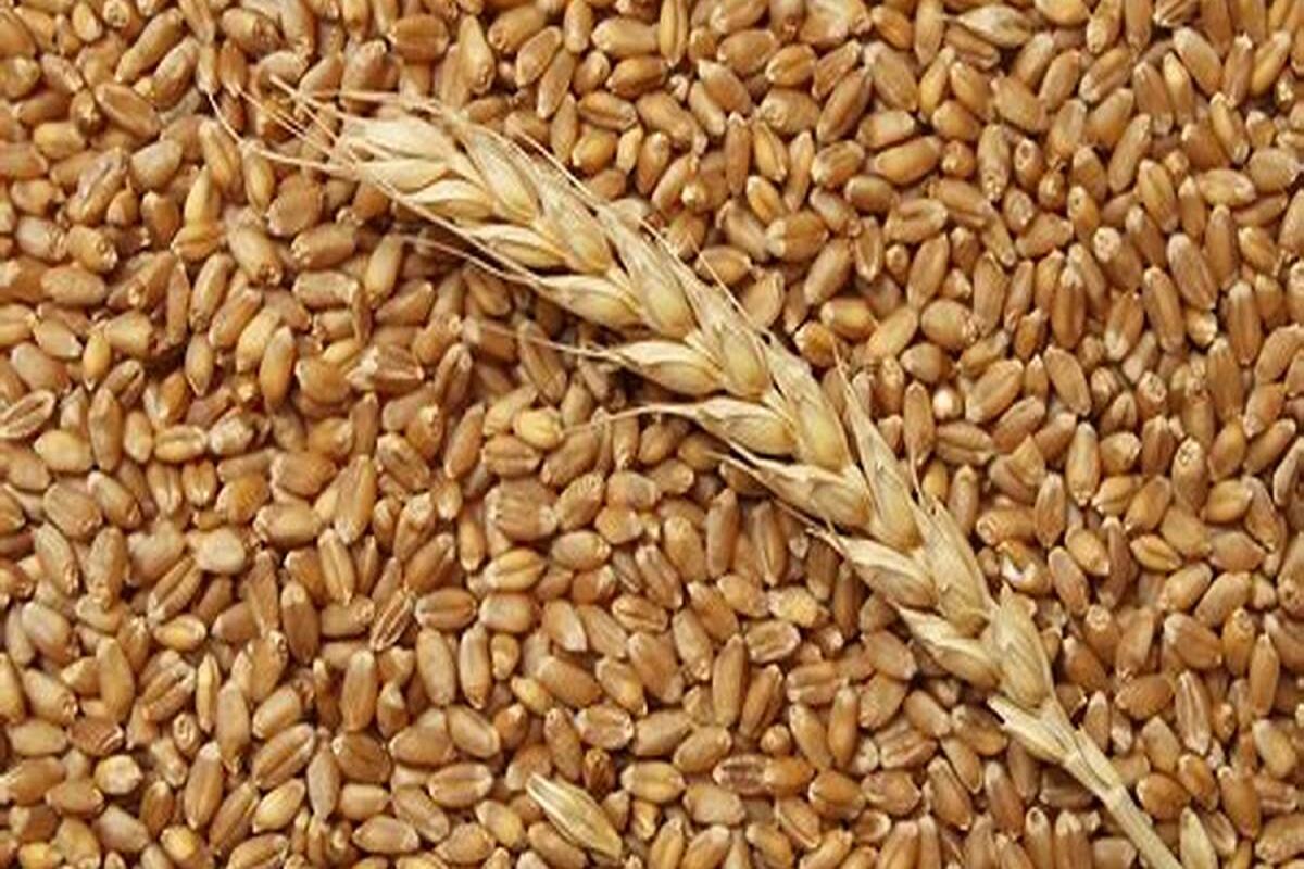 تعیین نرخ تضمینی گندم به یک شورای 6 نفره سپرده شد 