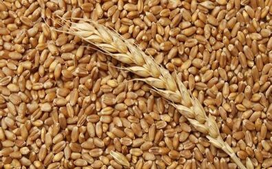 تعیین نرخ تضمینی گندم به یک شورای 6 نفره سپرده شد 