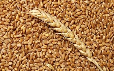تعیین نرخ تضمینی گندم به یک شورای 6 نفره سپرده شد 