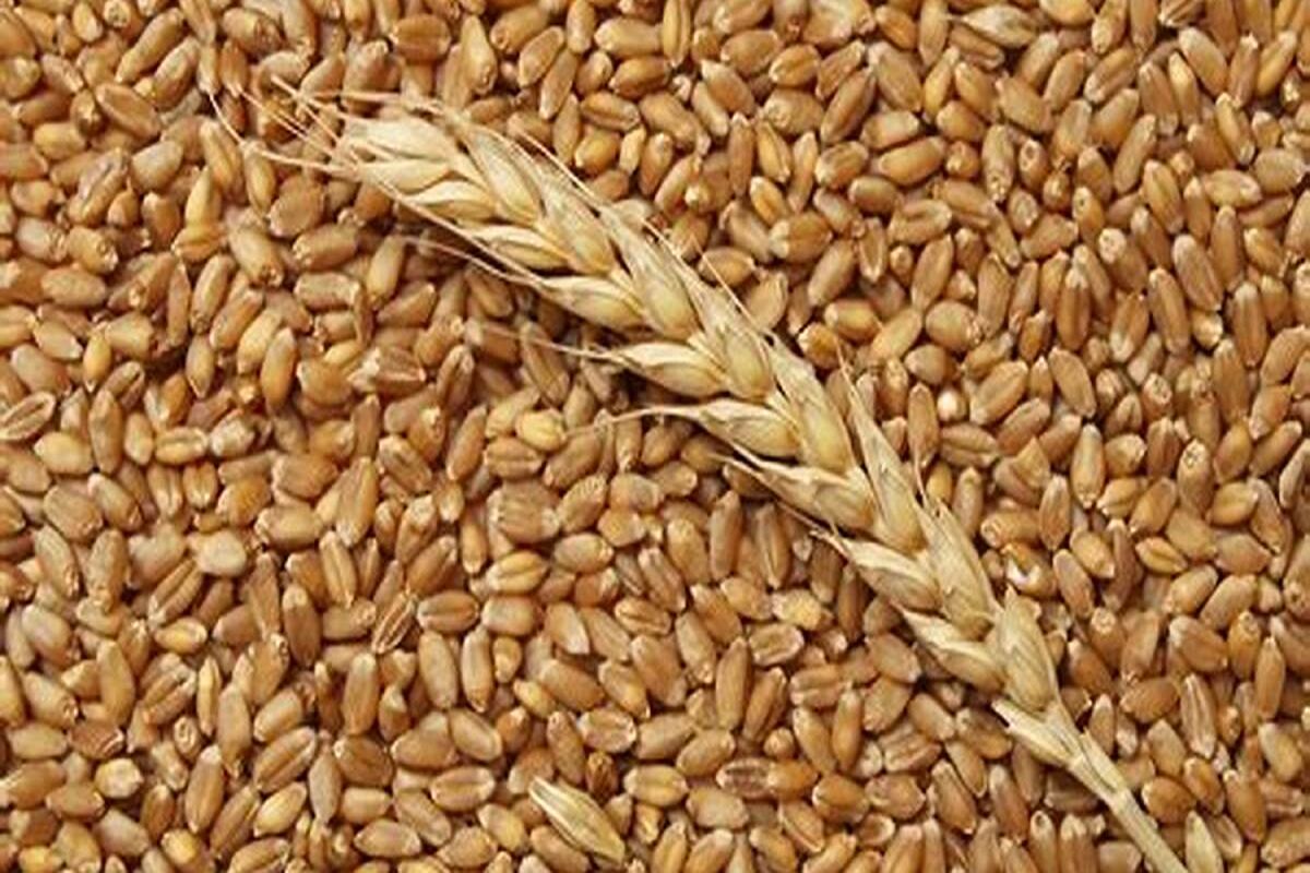 تعیین نرخ تضمینی گندم به یک شورای 6 نفره سپرده شد 