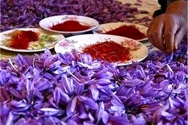 گرانی طلای سرخ/ زعفران دوباره رکورد زد
