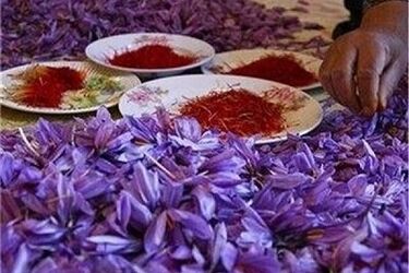 گرانی طلای سرخ/ زعفران دوباره رکورد زد