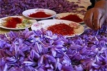 گرانی طلای سرخ/ زعفران دوباره رکورد زد