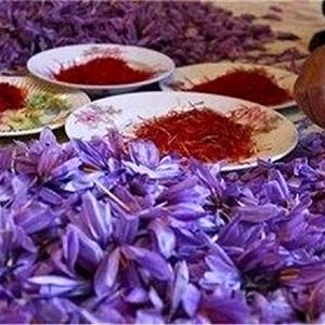 گرانی طلای سرخ/ زعفران دوباره رکورد زد