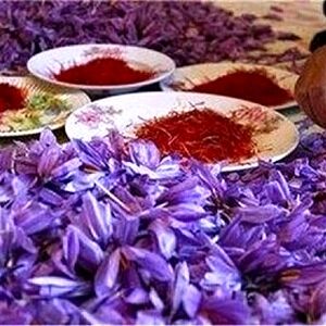گرانی طلای سرخ/ زعفران دوباره رکورد زد