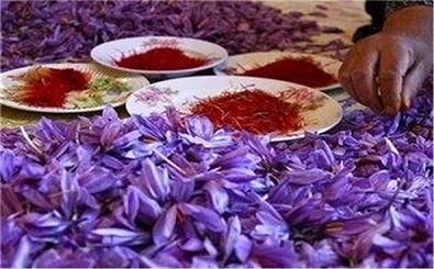 گرانی طلای سرخ/ زعفران دوباره رکورد زد