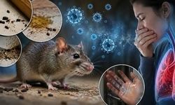 هانتاویروس به ایران رسید؟/ احتمال اپیدمی شدن هانتاویروس چقدر است؟