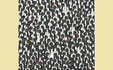 3 گربه حریص را که بین پنگوئن‌ها پنهان شده‌اند، پیدا کنید!