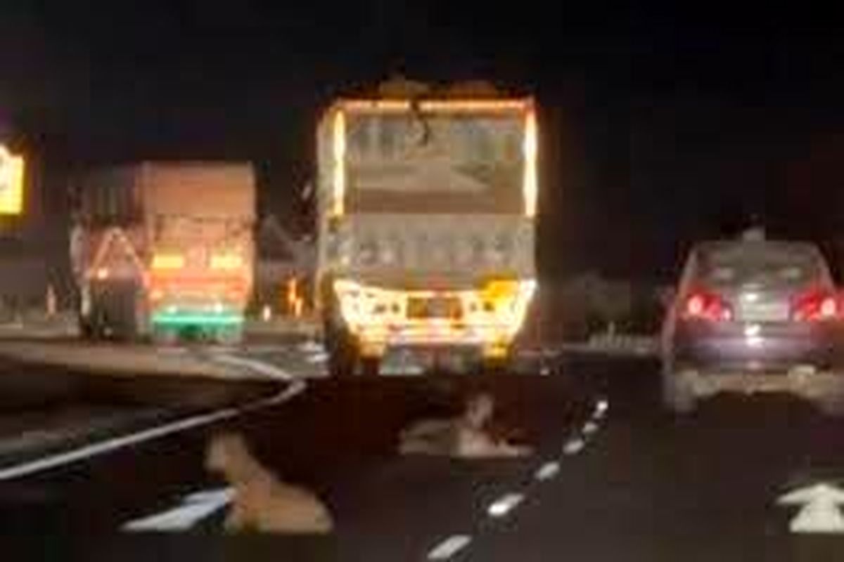 سرقت عجیب گوسفندان از کامیون در حال حرکت!/ ویدئو