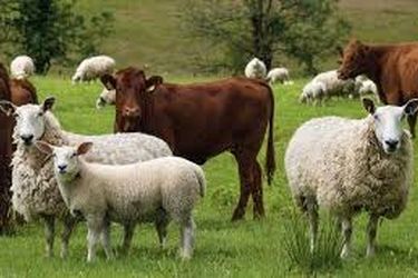  گوسفند و گوساله گران شد/ جدول