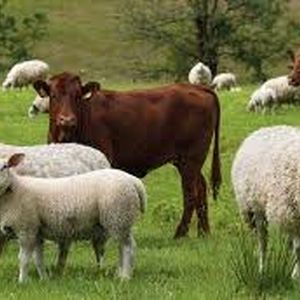  گوسفند و گوساله گران شد/ جدول