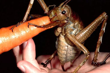 این حیوان کوچک بیشترین انسان را می کشد