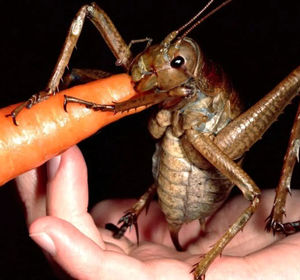 این حیوان کوچک بیشترین انسان را می کشد