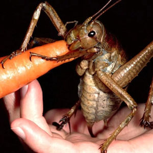 این حیوان کوچک بیشترین انسان را می کشد