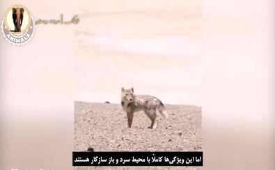 حیوانی مرموز با ظاهری شبیه انسان!/ ویدئو