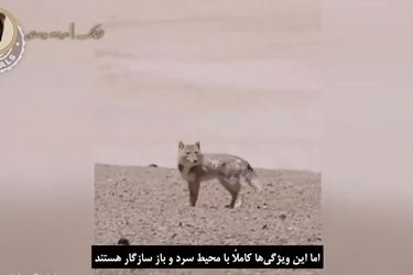 حیوانی مرموز با ظاهری شبیه انسان!/ ویدئو