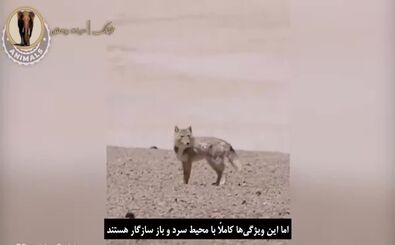 حیوانی مرموز با ظاهری شبیه انسان!/ ویدئو