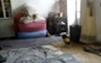 دیده شدن آدم کوتوله‌های ۵ سانتی‌متری در ایران/ ویدئو