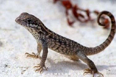 مارمولک عظیم الجثه در دستشویی، پسر کوچک را غافلگیر کرد