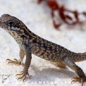 مارمولک عظیم الجثه در دستشویی، پسر کوچک را غافلگیر کرد