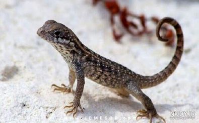 مارمولک عظیم الجثه در دستشویی، پسر کوچک را غافلگیر کرد