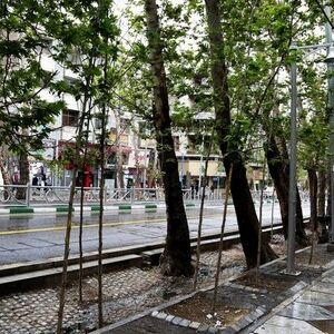 این خیابان معروف تهران پر از درخت میوه است