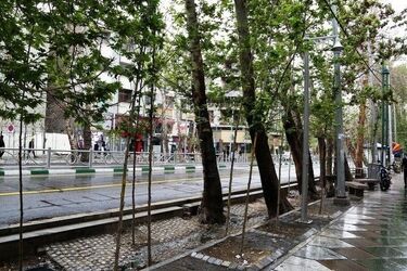 این خیابان معروف تهران پر از درخت میوه است