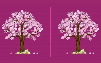 3 تفاوت را در این دو تصویر پیدا کنید؟