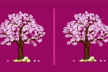 3 تفاوت را در این دو تصویر پیدا کنید؟