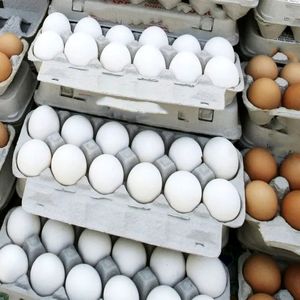 قیمت هر شانه تخم مرغ کاهش یافت