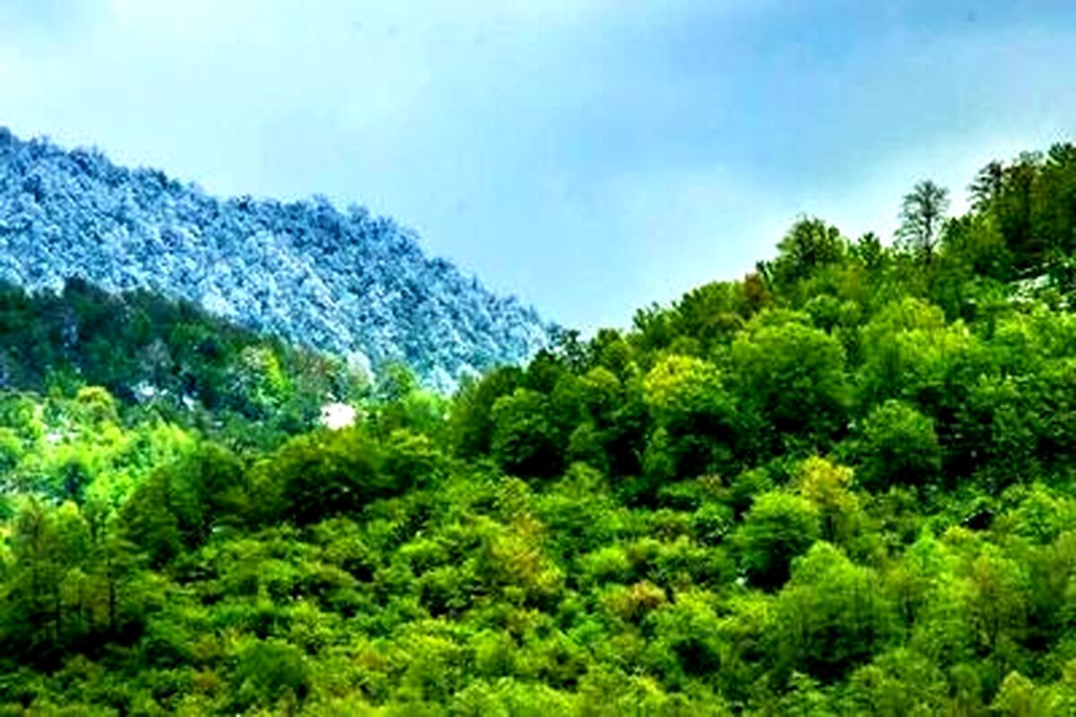 خبری امیدوارکننده از آتش‌سوزی جنگل‌های هیرکانی: ۷۰ الی ۸۰ درصد درخت‌ها سالمند