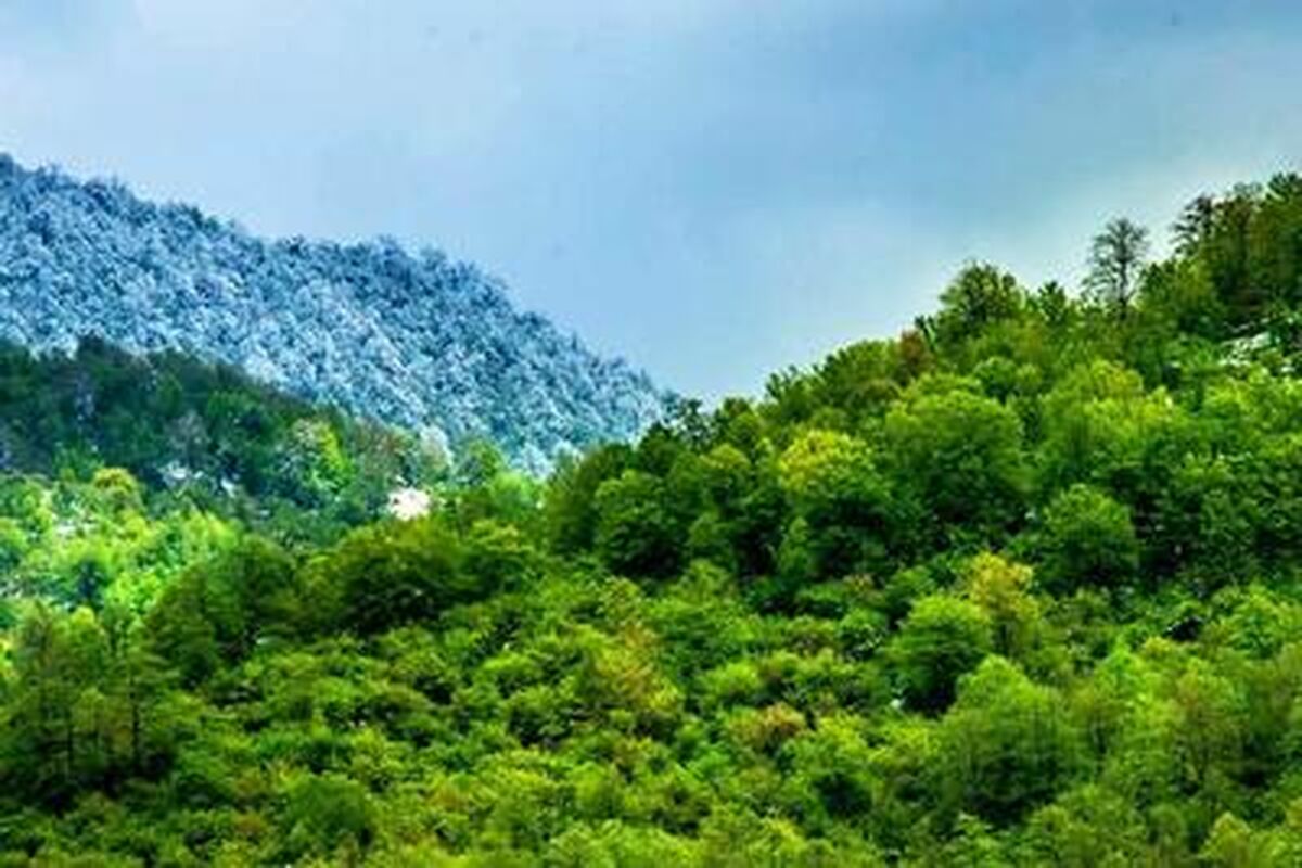 خبری امیدوارکننده از آتش‌سوزی جنگل‌های هیرکانی: ۷۰ الی ۸۰ درصد درخت‌ها سالمند