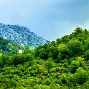 خبری امیدوارکننده از آتش‌سوزی جنگل‌های هیرکانی: ۷۰ الی ۸۰ درصد درخت‌ها سالمند