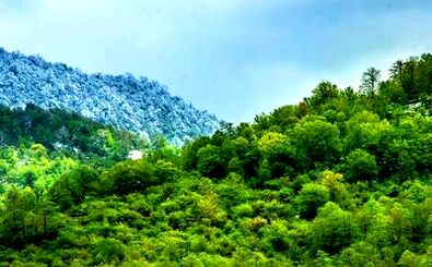 خبری امیدوارکننده از آتش‌سوزی جنگل‌های هیرکانی: ۷۰ الی ۸۰ درصد درخت‌ها سالمند