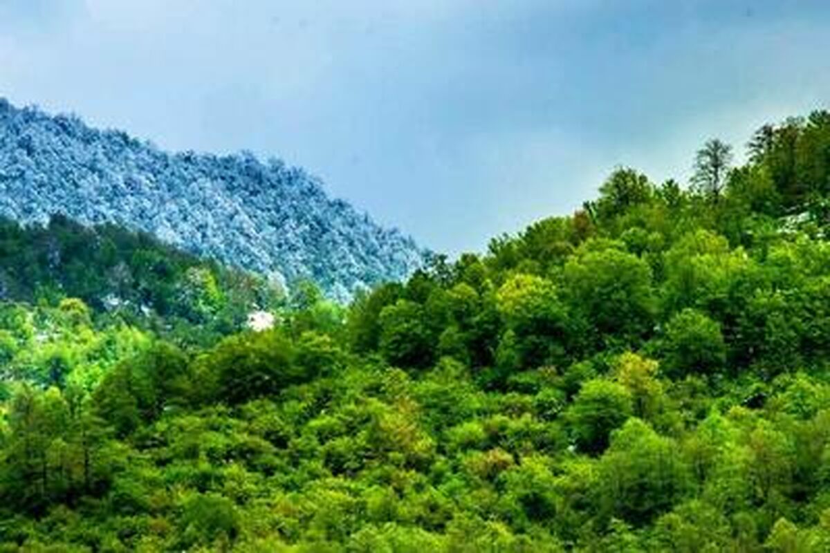 خبری امیدوارکننده از آتش‌سوزی جنگل‌های هیرکانی: ۷۰ الی ۸۰ درصد درخت‌ها سالمند
