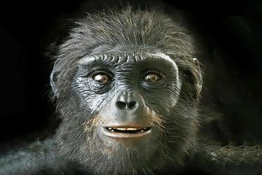 انسان ها در گذشته میمون بودند؟