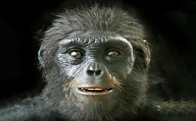 انسان ها در گذشته میمون بودند؟