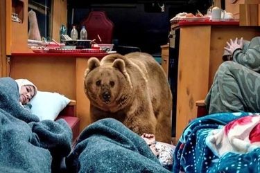 سیروس مقدم درباره خرس سریال پایتخت: نخواستیم ضربه روحی به خرس وارد شود با عزت و احترام با حیوان برخورد کردیم