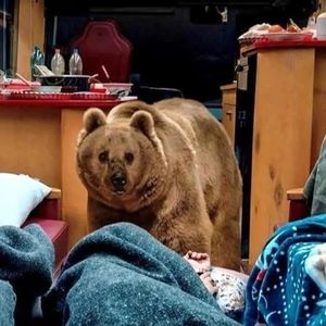 سیروس مقدم درباره خرس سریال پایتخت: نخواستیم ضربه روحی به خرس وارد شود با عزت و احترام با حیوان برخورد کردیم