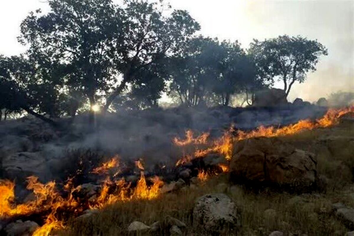 حریق جنگل‌های هیرکانی مهار شد