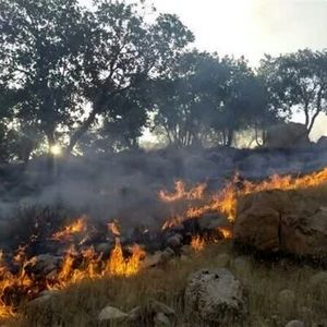 حریق جنگل‌های هیرکانی مهار شد